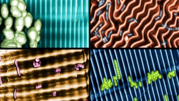 受自然界启发 科学家开发可杀灭超级细菌的纳米材料