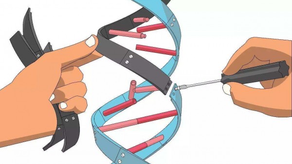 基因编辑立法箭在弦上 代表：应充分论证不宜“一刀切”