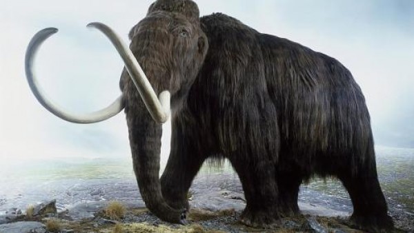 死于28000年前：复活猛犸象有希望了