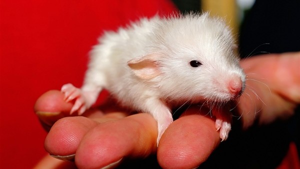 科学家使用基因疗法帮助盲鼠重获视力