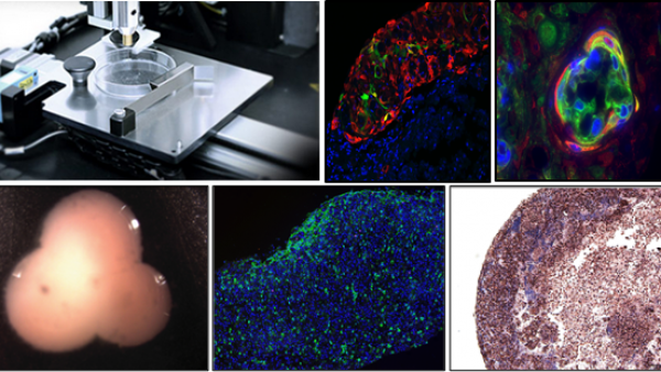 研究人员在实验室中生物打印出迷你人体肾脏 可用于药物测试