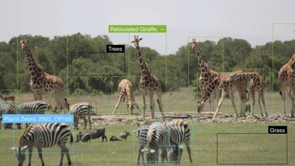 机器学习通过照片提取身体图案特征促进保护野生动物